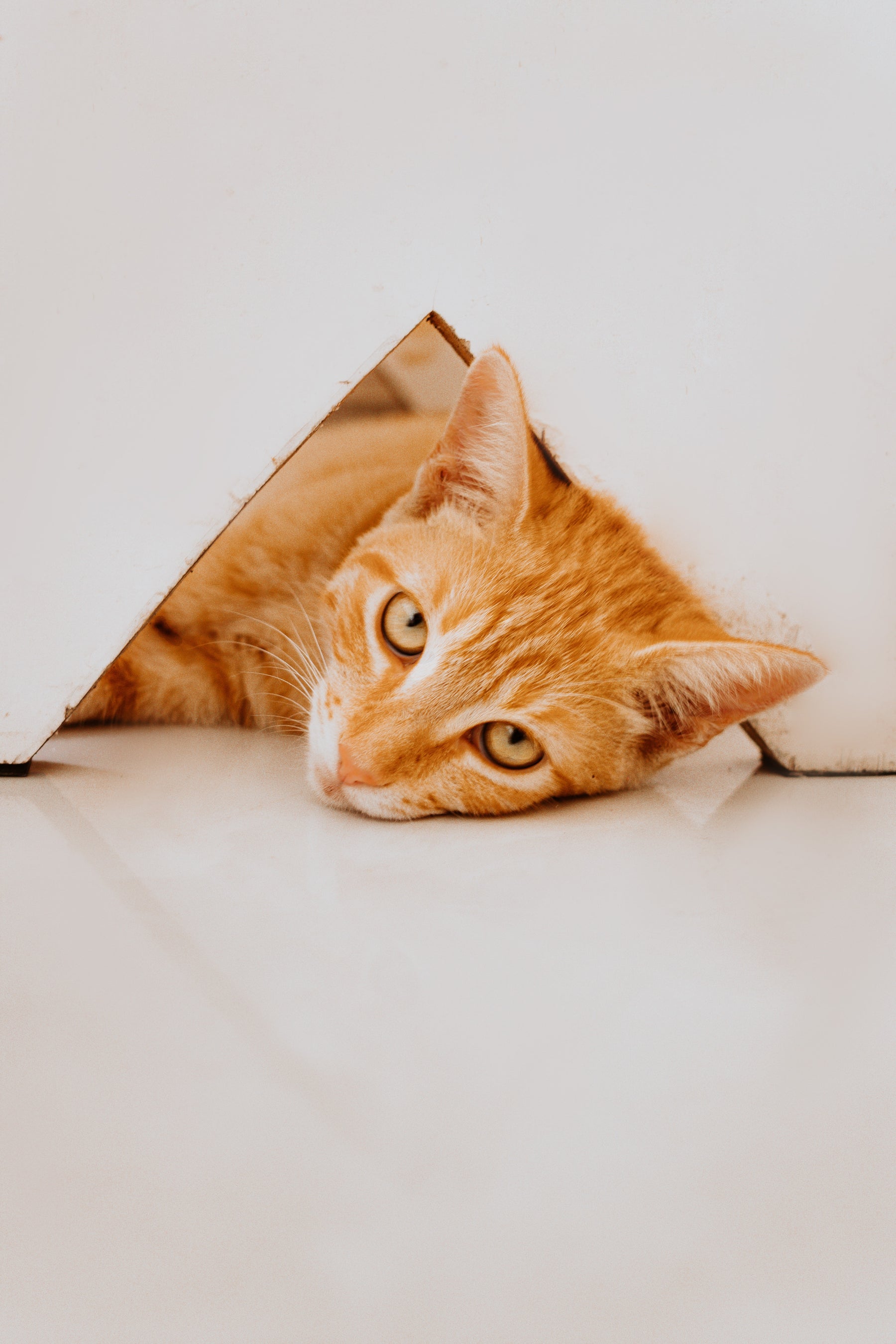 Ginger cat laying prone on white floor through triangular hole looking directly at camera